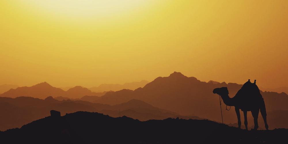 A silhouette of a camel in Egypt, one of the 20 countries in the Middle East and North Africa Union Mission. (Mariam Soliman / Unsplash)