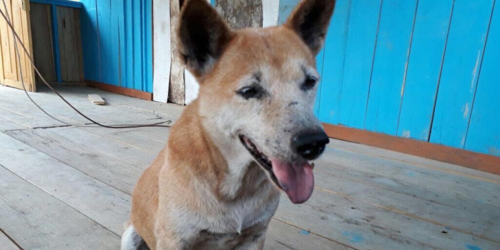 Dolby, the best hunting dog in Suminka village in Papua, Indonesia. (Gary Roberts / Adventist Aviation International)